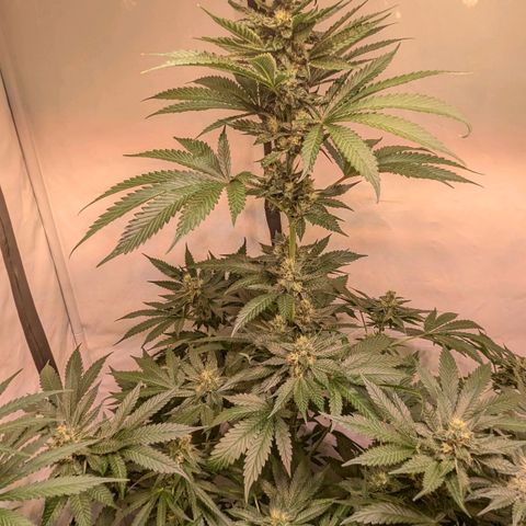 Euforia ® growlog timeline photo