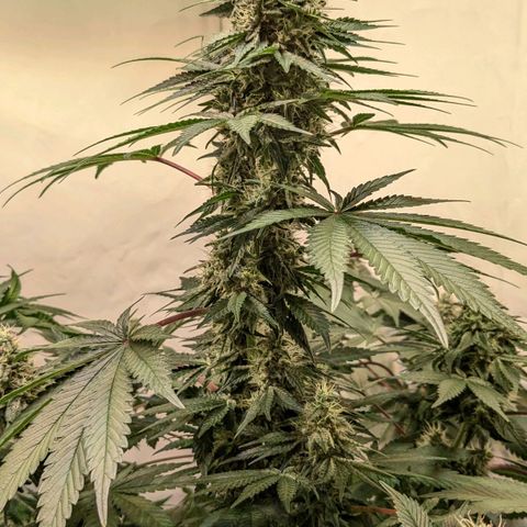 Ayahuasca Purple von Barneys Farm  growlog timeline photo
