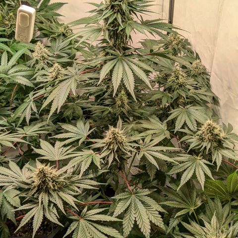 Ayahuasca Purple von Barneys Farm  growlog timeline photo
