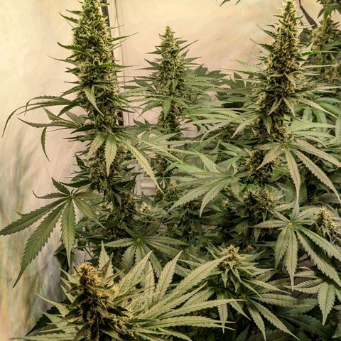 Glookies Strain by Barneys Farm  growlog timeline photo