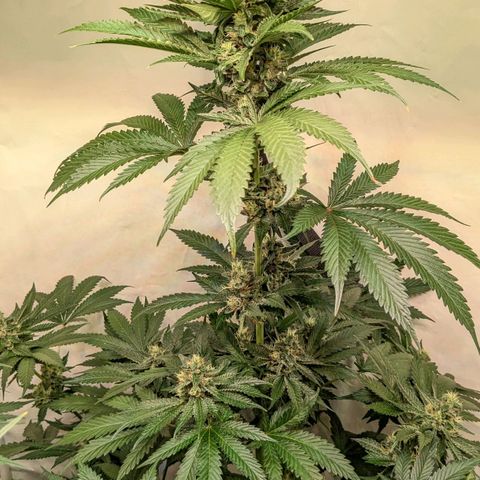 Euforia ® growlog timeline photo