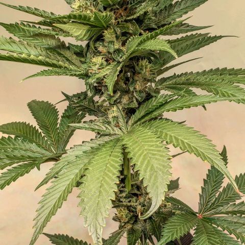 Euforia ® growlog timeline photo