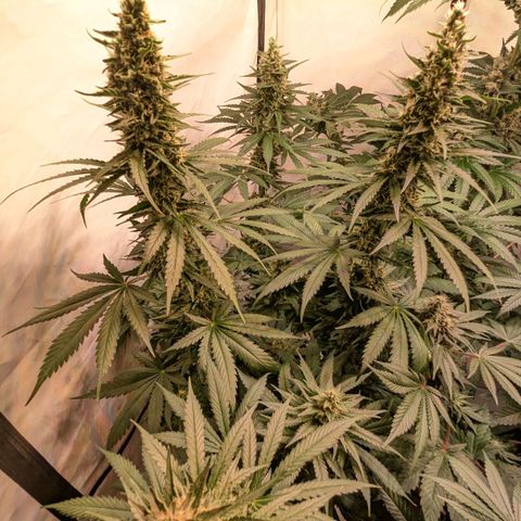 Glookies Strain by Barneys Farm  growlog timeline photo