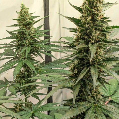 Glookies Strain by Barneys Farm  growlog timeline photo