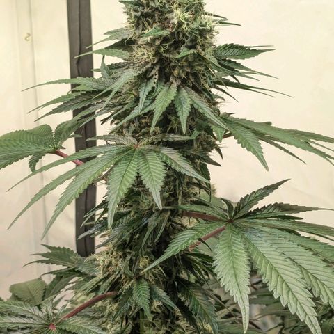 Ayahuasca Purple von Barneys Farm  growlog timeline photo