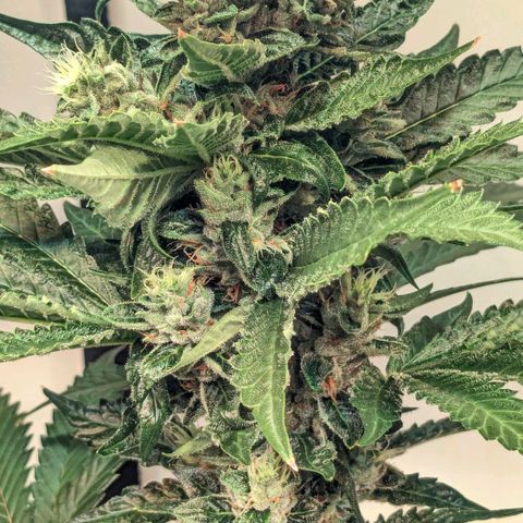 Euforia ® growlog timeline photo