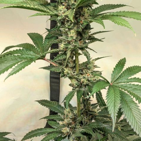 Euforia ® growlog timeline photo