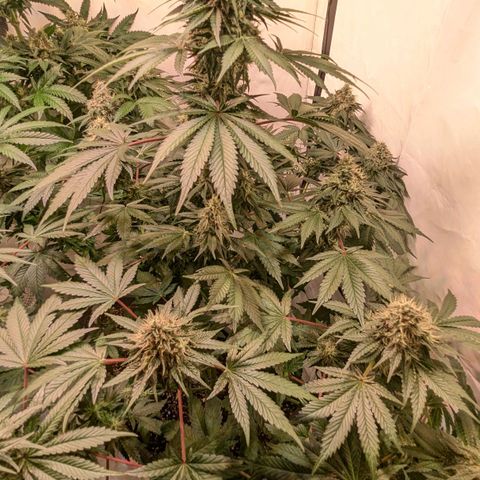 Ayahuasca Purple von Barneys Farm  growlog timeline photo