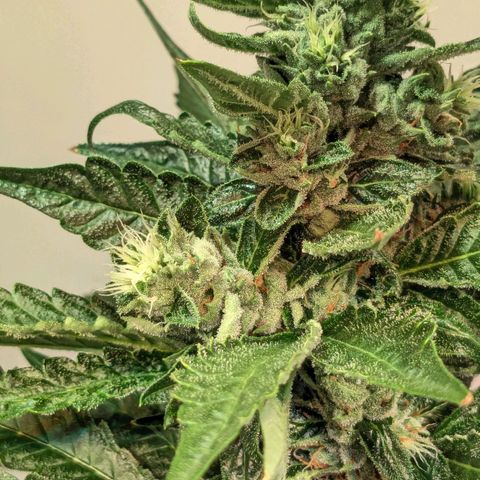 Euforia ® growlog timeline photo