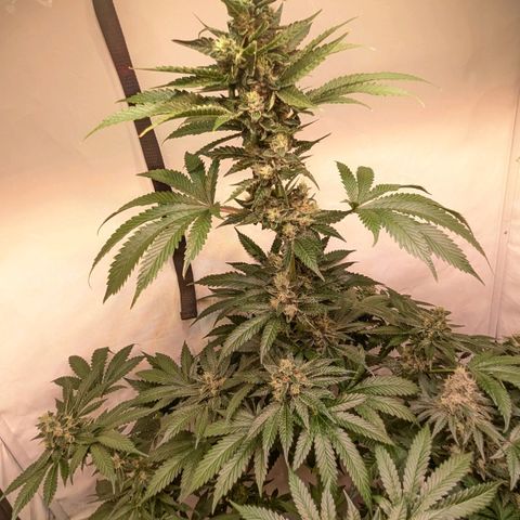 Euforia ® growlog timeline photo