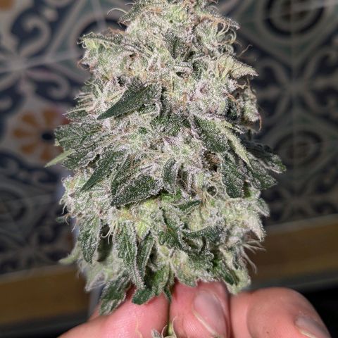 Ayahuasca Purple von Barneys Farm  growlog timeline photo