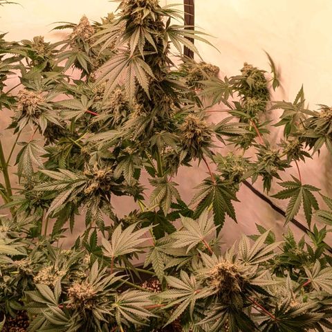 Ayahuasca Purple von Barneys Farm  growlog timeline photo