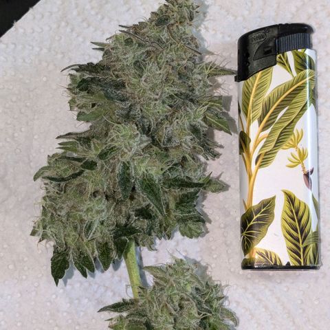 Ayahuasca Purple von Barneys Farm  growlog timeline photo