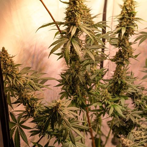 Glookies Strain by Barneys Farm  growlog timeline photo