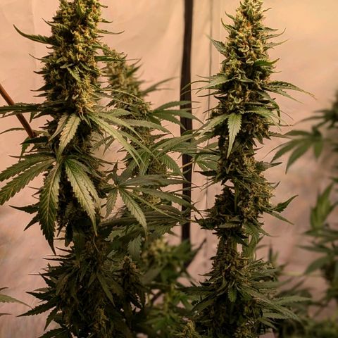 Glookies Strain by Barneys Farm  growlog timeline photo