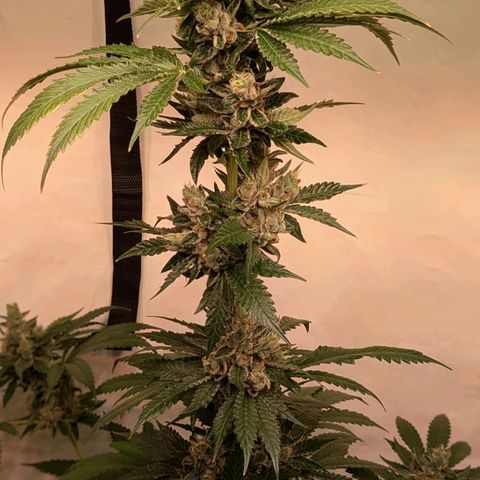 Euforia ® growlog timeline photo