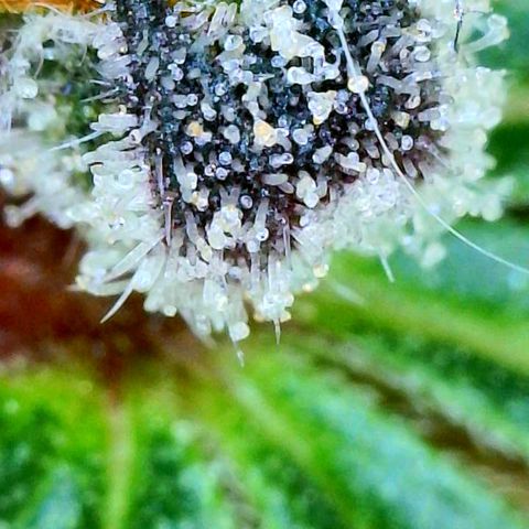 Ayahuasca Purple von Barneys Farm  growlog timeline photo