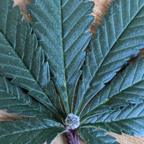 Ayahuasca Purple von Barneys Farm  growlog timeline photo