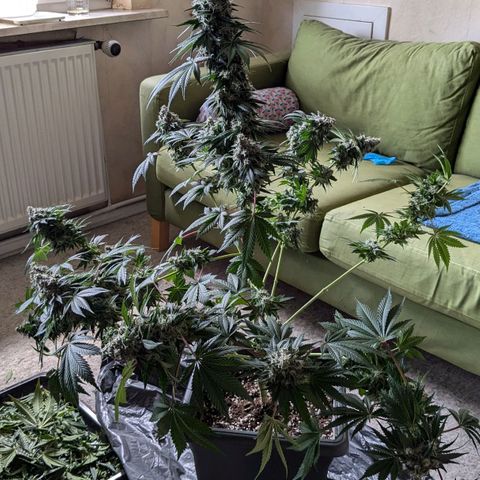 Ayahuasca Purple von Barneys Farm  growlog timeline photo