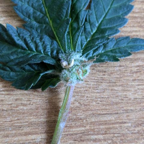 Ayahuasca Purple von Barneys Farm  growlog timeline photo