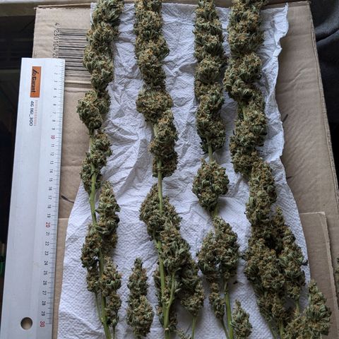 Glookies Strain by Barneys Farm  growlog timeline photo