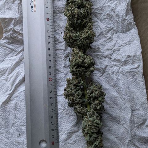 Ayahuasca Purple von Barneys Farm  growlog timeline photo