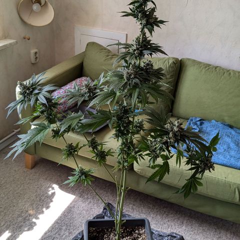 Euforia ® growlog timeline photo