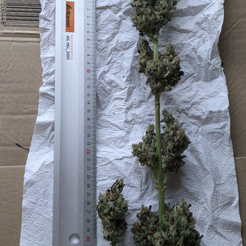 Euforia ® growlog timeline photo