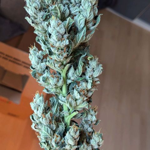 Euforia ® growlog timeline photo