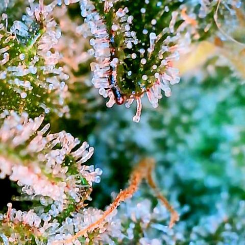 Ayahuasca Purple von Barneys Farm  growlog timeline photo