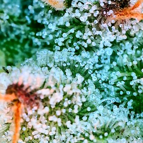 Ayahuasca Purple von Barneys Farm  growlog timeline photo