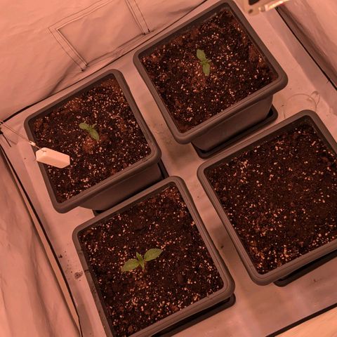 Black Cherry Gusher @ Barneys Farm x Bagpack Boys  growlog photo: Ein Samen ist Krüppelig 