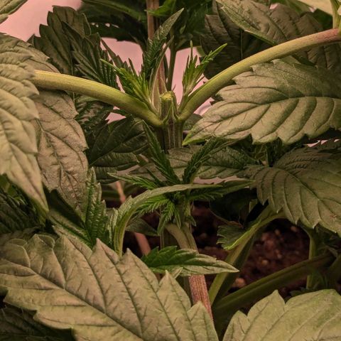 Black Cherry Gusher @ Barneys Farm x Bagpack Boys  growlog timeline photo