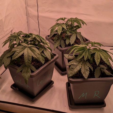 Black Cherry Gusher @ Barneys Farm x Bagpack Boys  growlog timeline photo
