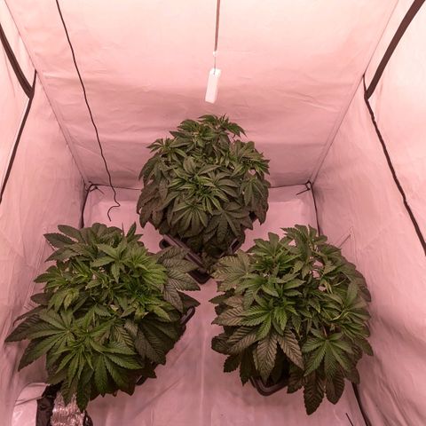 Black Cherry Gusher @ Barneys Farm x Bagpack Boys  growlog timeline photo
