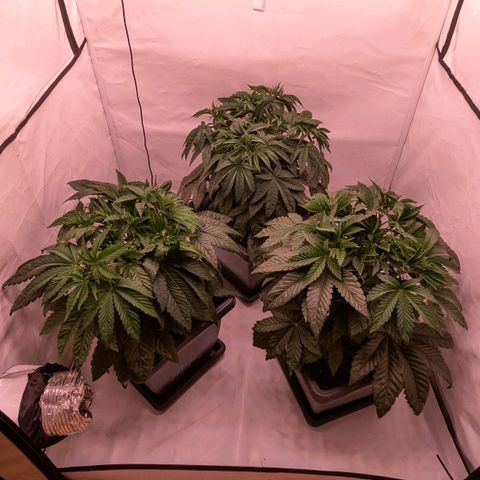 Black Cherry Gusher @ Barneys Farm x Bagpack Boys  growlog timeline photo