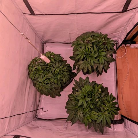 Black Cherry Gusher @ Barneys Farm x Bagpack Boys  growlog timeline photo