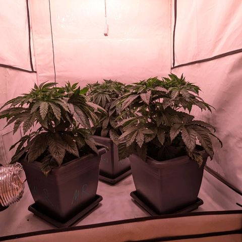 Black Cherry Gusher @ Barneys Farm x Bagpack Boys  growlog timeline photo