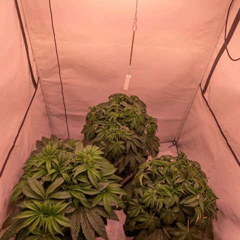 Black Cherry Gusher @ Barneys Farm x Bagpack Boys  growlog timeline photo