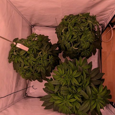 Black Cherry Gusher @ Barneys Farm x Bagpack Boys  growlog timeline photo
