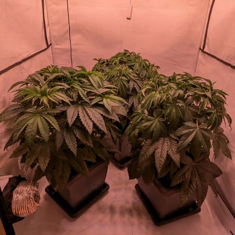 Black Cherry Gusher @ Barneys Farm x Bagpack Boys  growlog timeline photo