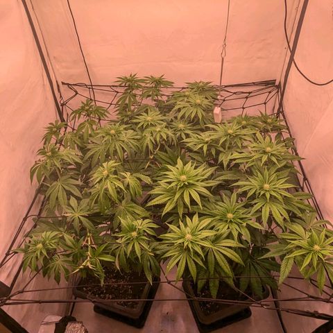 Black Cherry Gusher @ Barneys Farm x Bagpack Boys  growlog timeline photo