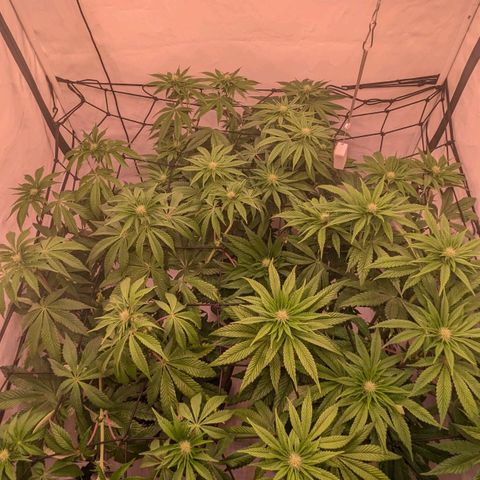 Black Cherry Gusher @ Barneys Farm x Bagpack Boys  growlog timeline photo