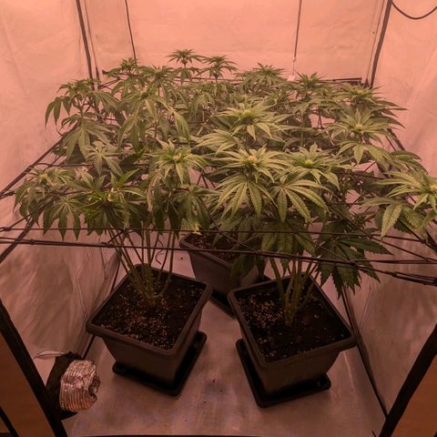 Black Cherry Gusher @ Barneys Farm x Bagpack Boys  growlog timeline photo