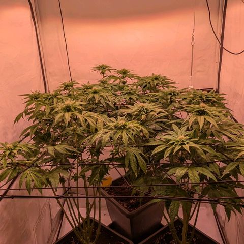 Black Cherry Gusher @ Barneys Farm x Bagpack Boys  growlog timeline photo