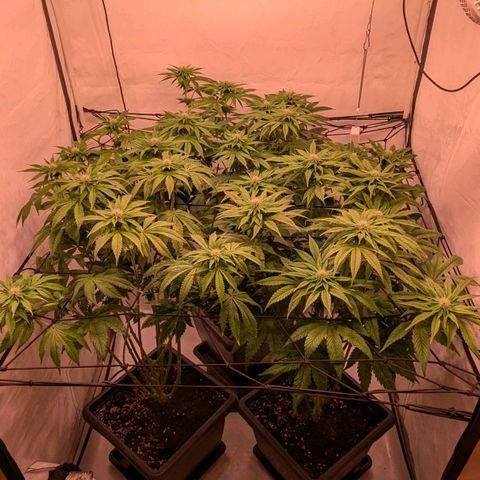 Black Cherry Gusher @ Barneys Farm x Bagpack Boys  growlog timeline photo