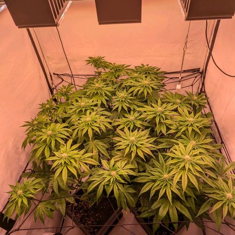 Black Cherry Gusher @ Barneys Farm x Bagpack Boys  growlog timeline photo