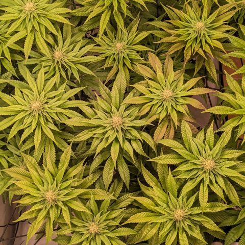 Black Cherry Gusher @ Barneys Farm x Bagpack Boys  growlog timeline photo