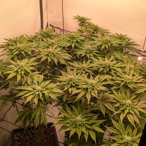 Black Cherry Gusher @ Barneys Farm x Bagpack Boys  growlog timeline photo