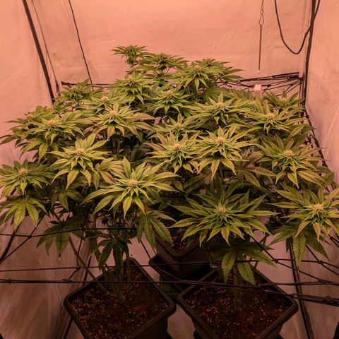 Black Cherry Gusher @ Barneys Farm x Bagpack Boys  growlog timeline photo